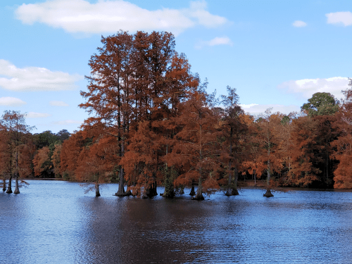Trap Pond State Park Bold Cypress