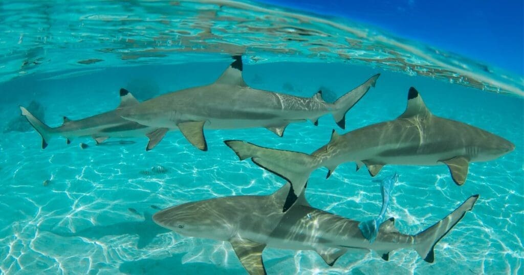 Blacktip shark gathering is warm ocean waters.
