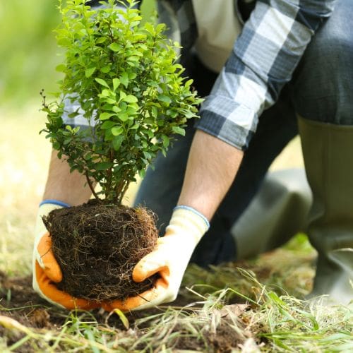 Forest Management and climate change