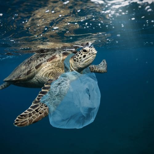 Tackling Plastic Pollution