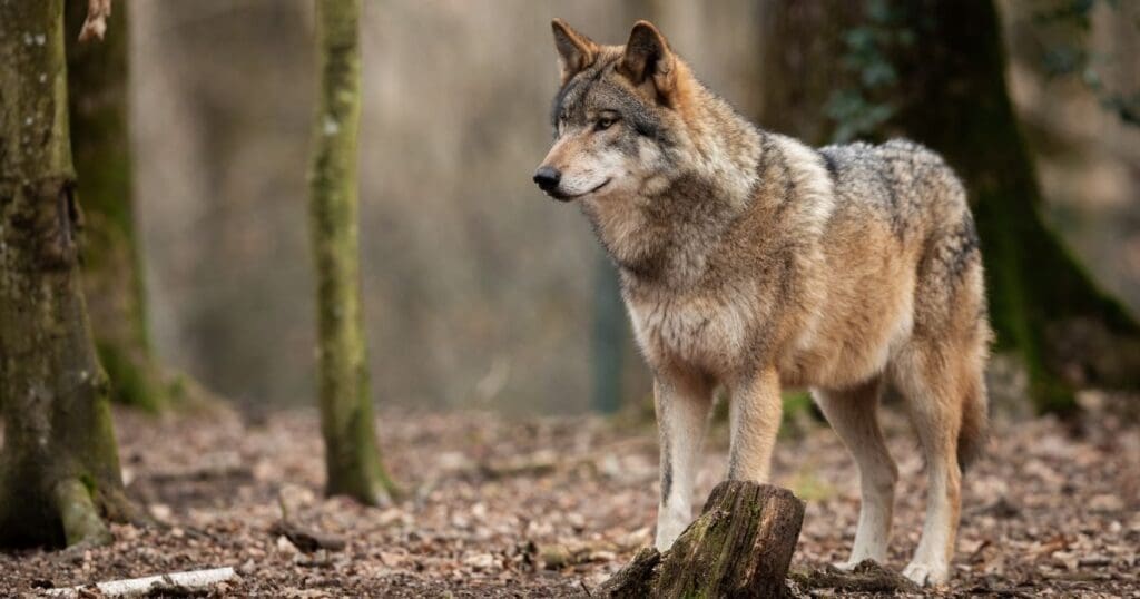 Saving the Red Wolves