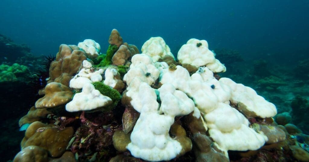 Coral Bleaching Effects